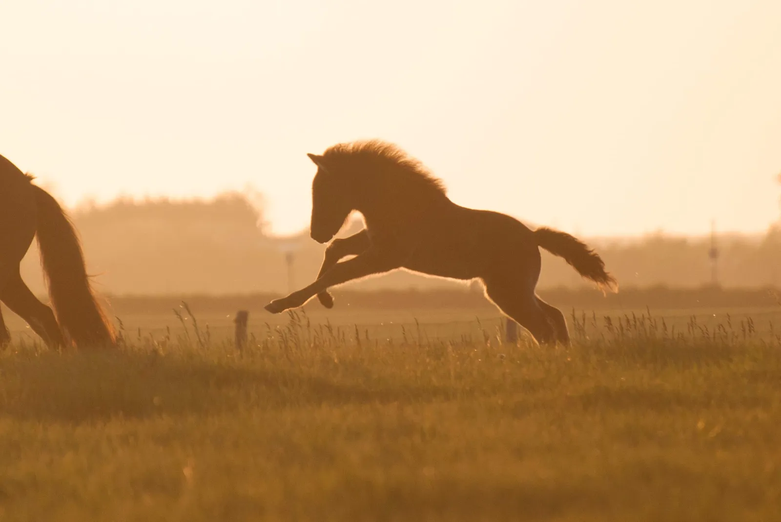 IJslandse paarden