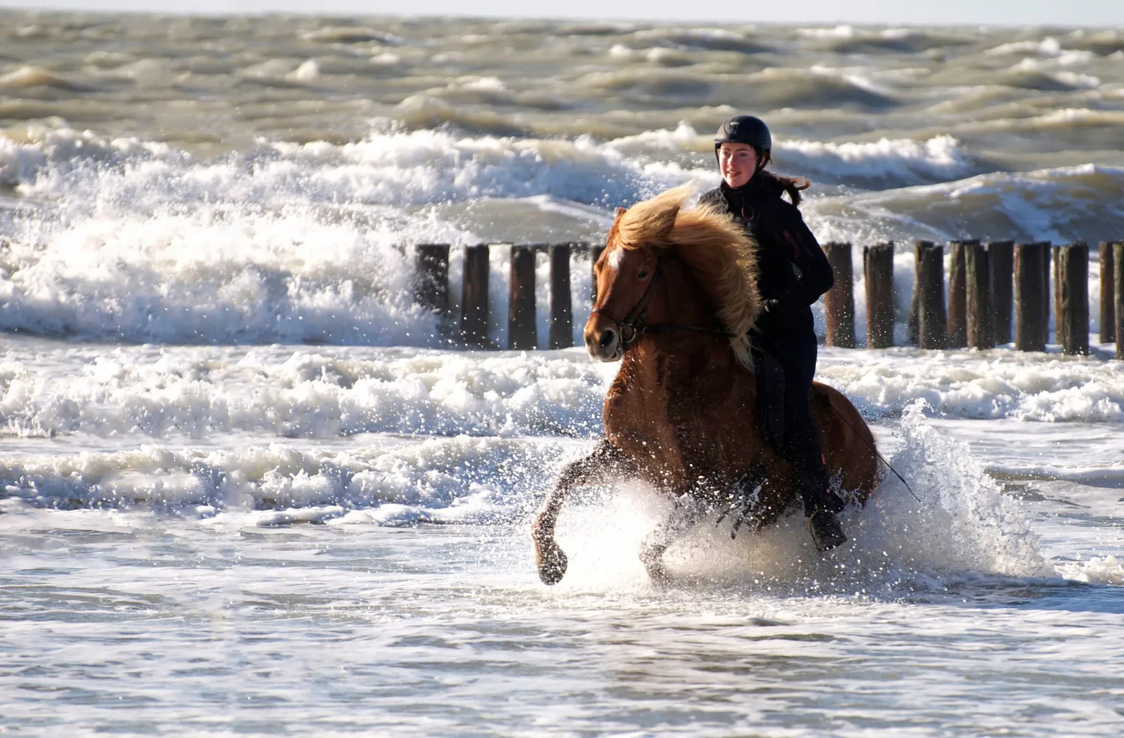 IJslandse paarden op het strand
